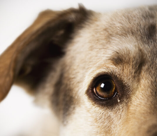 SARDs in dogs is an eye condition with mysterious causes.
