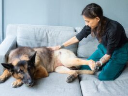 Natural pain relief for dogs includes massage, ice compresses, herbs, and more.