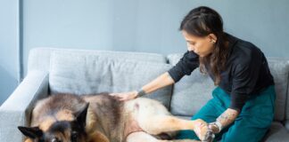 Natural pain relief for dogs includes massage, ice compresses, herbs, and more.