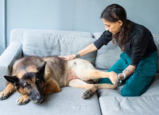 Natural pain relief for dogs includes massage, ice compresses, herbs, and more.