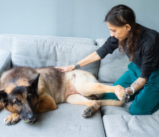 Natural pain relief for dogs includes massage, ice compresses, herbs, and more.