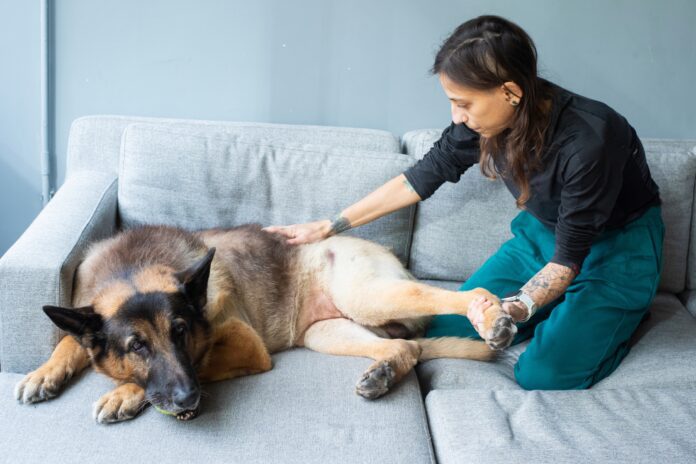 Natural pain relief for dogs includes massage, ice compresses, herbs, and more.