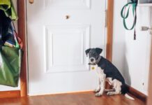 With training a dog will find ways to signal the need to go potty to their owners.