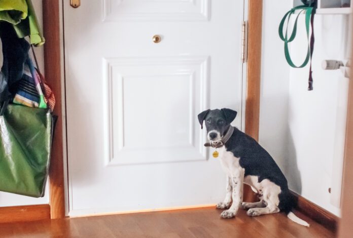 With training a dog will find ways to signal the need to go potty to their owners.