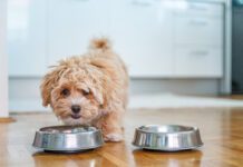 Changing dog food too quickly can have a variety of symptoms.