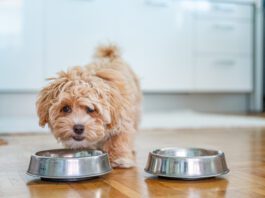 Changing dog food too quickly can have a variety of symptoms.