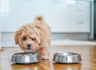 Changing dog food too quickly can have a variety of symptoms.