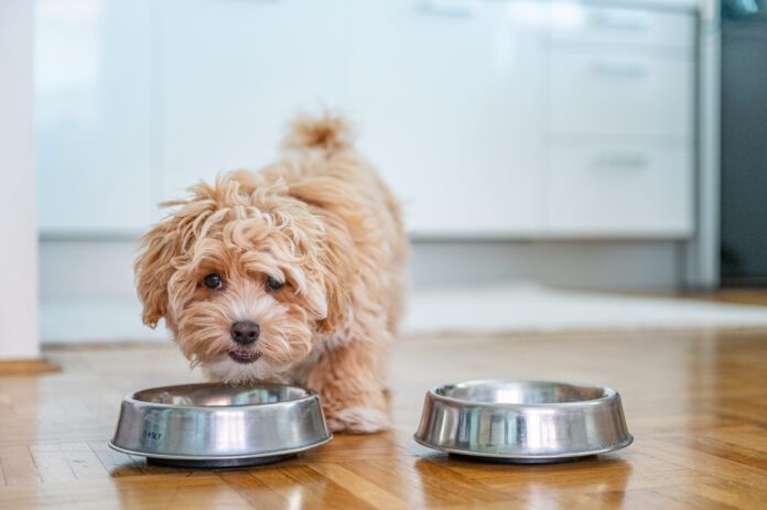 Changing dog food too quickly can have a variety of symptoms.