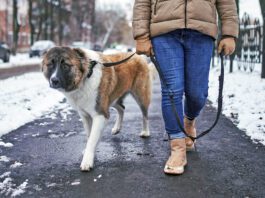 Ice melt is an unexpected poison hazards for pets in winter. Pet friendly ice melt can alleviate this risk.