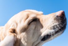 The best dog food for skin allergies depends on determining the type of allergy.