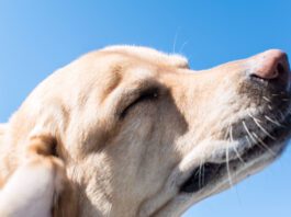 Dog Food for Skin Allergies The best dog food for skin allergies depends on determining the type of allergy.