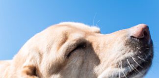 The best dog food for skin allergies depends on determining the type of allergy.