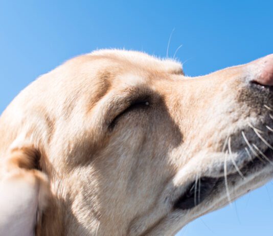 The best dog food for skin allergies depends on determining the type of allergy.