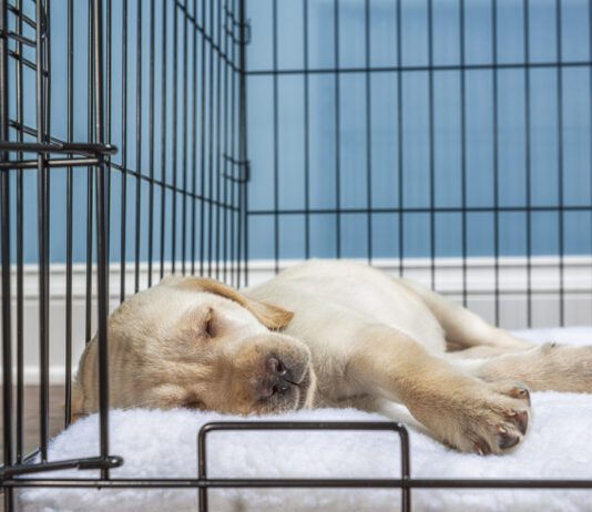 Crate training a puppy provides the puppy with a safe secure space of their own.