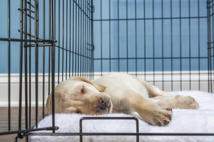 Crate training a puppy provides the puppy with a safe secure space of their own.