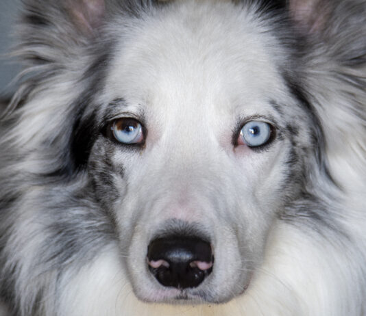 Progressive retinal atrophy is a genetic mutation that causes blindness over time.