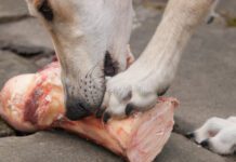 Raw bones for dogs can be a tasty treat. However, they can also cause dental injuries and gastric obstructions.