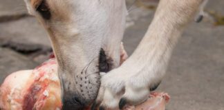 Raw bones for dogs can be a tasty treat. However, they can also cause dental injuries and gastric obstructions.