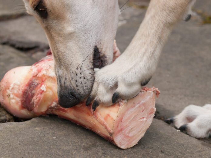 Raw bones for dogs can be a tasty treat. However, they can also cause dental injuries and gastric obstructions.