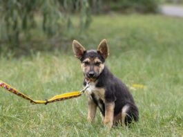 Signs of a poorly socialized dog should be recognized and addressed early on.