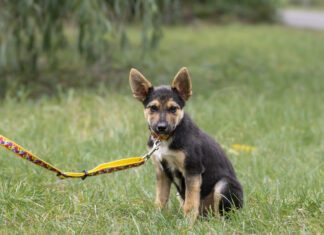 Signs of a poorly socialized dog should be recognized and addressed early on.