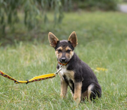 Signs of a poorly socialized dog should be recognized and addressed early on.