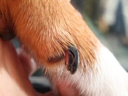 Unhealthy dog nails can cause pain, discomfort, and even permanent injuries if not addressed.