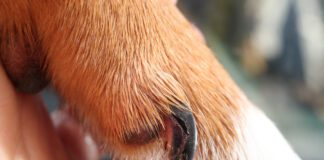 Unhealthy dog nails can cause pain, discomfort, and even permanent injuries if not addressed.