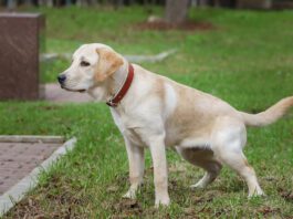 Bladder stones in dogs are a potentially serious health issue.