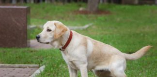 Bladder stones in dogs are a potentially serious health issue.