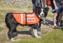 Search and rescue dogs play a vital role in first response after a disaster or major incident.