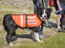 Search and rescue dogs play a vital role in first response after a disaster or major incident.