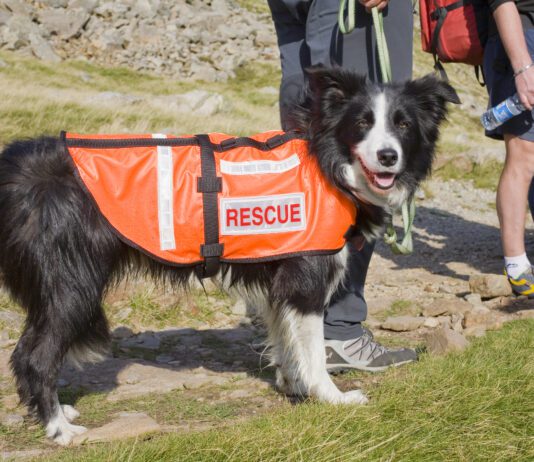 Search and rescue dogs play a vital role in first response after a disaster or major incident.