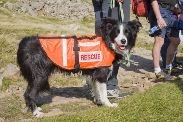 Search and rescue dogs play a vital role in first response after a disaster or major incident.