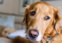 Helping a dog with separation anxiety starts with recognizing the problem.