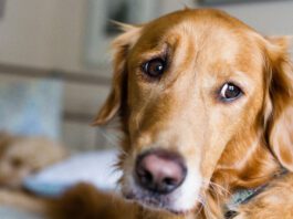 Helping a dog with separation anxiety starts with recognizing the problem.