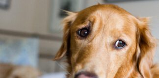 Helping a dog with separation anxiety starts with recognizing the problem.