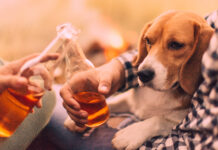 Dogs should not drink as they cannot metabolize alcohol the way a human can.