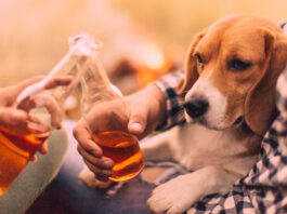 Dogs should not drink as they cannot metabolize alcohol the way a human can.