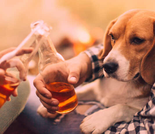 Dogs should not drink as they cannot metabolize alcohol the way a human can.