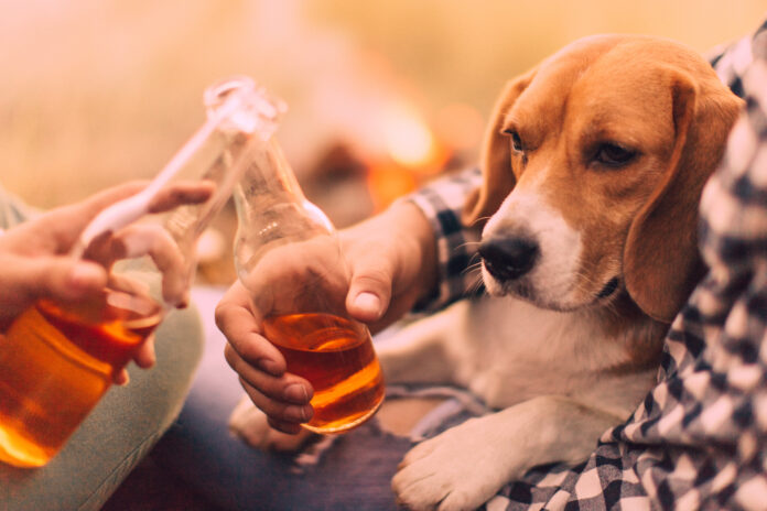 Dogs should not drink as they cannot metabolize alcohol the way a human can.