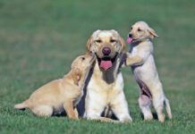 Dogs don't go through menopause and remain fertile through their adult lives.