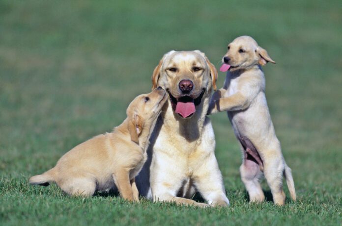 Dogs don't go through menopause and remain fertile through their adult lives.