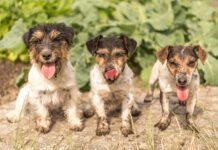 These three pups are happy, but dirty and are at risk of contracting worms.