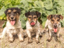 These three pups are happy, but dirty and are at risk of contracting worms.