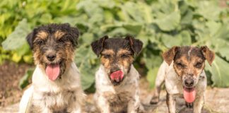 These three pups are happy, but dirty and are at risk of contracting worms.