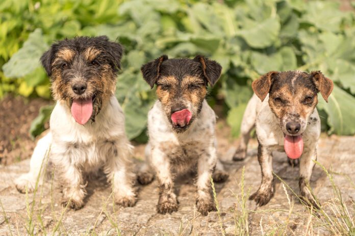 These three pups are happy, but dirty and are at risk of contracting worms.