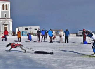 Skijoring is a winter sport for dogs that challenges the athleticism of both the dog and skier.