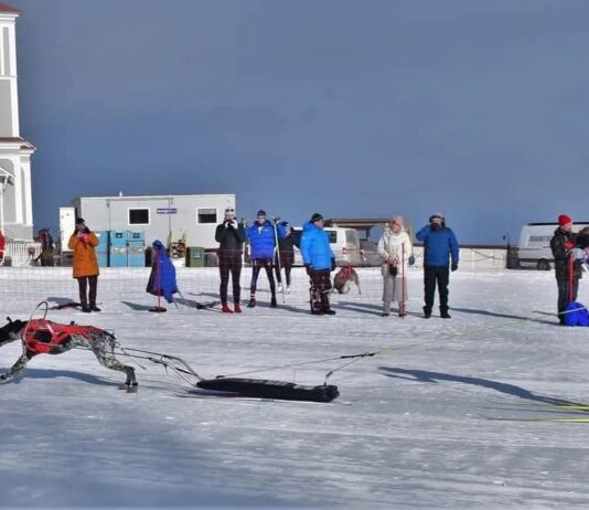 Skijoring is a winter sport for dogs that challenges the athleticism of both the dog and skier.