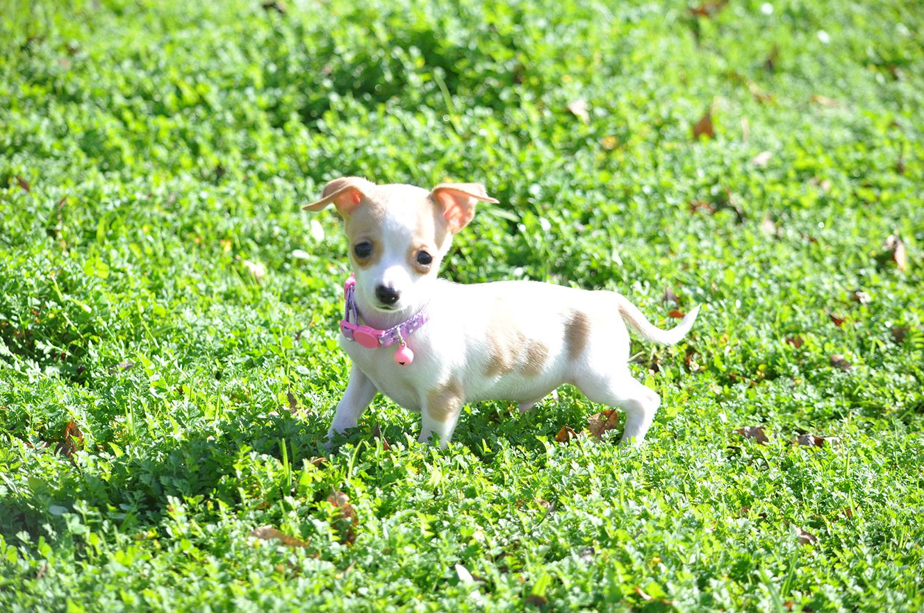 Samson was always a small dog with a big heart.